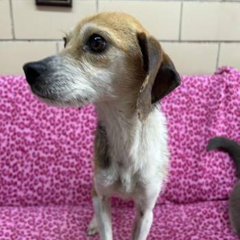 Bellamy -  Beagle and Mixed Breed Dog Available for Adoption in West Point, Mississippi - Bellamy | PetCurious