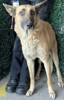 Belgian Shepherd Malinois and Shepherd Dogs Available for Adoption - 60308470 | PetCurious