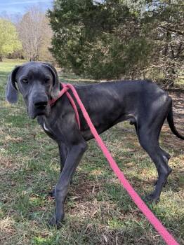 Great Dane Dogs Available for Adoption - Brutus | PetCurious