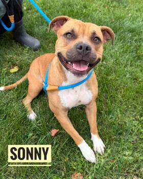 Sonny -  Mixed Breed Dog for Adoption in Flint, Michigan - Sonny | PetCurious