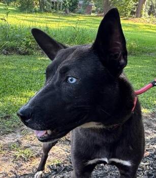 Australian Kelpie and Dutch Shepherd Dogs Available for Adoption in Syracuse, New York - Fire Keeper | PetCurious