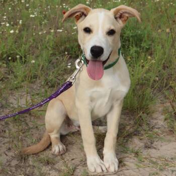Vanilla -  Labrador Retriever Dog Available for Adoption in San Antonio, Texas - Vanilla | PetCurious