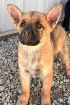 Relish -  Mixed Breed Dog for Adoption in Frankfort, Indiana - Relish | PetCurious