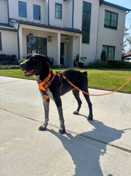 German Shorthaired Pointer and Labrador Retriever Dogs Available for Adoption - Vince | PetCurious