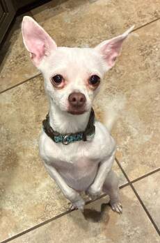 Chihuahua Dogs Available for Adoption in Albuquerque, New Mexico - Quicksilver | PetCurious