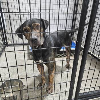 Rescue Rottweiler Dogs for Adoption in Muscatine, Iowa - Sebastian | PetCurious