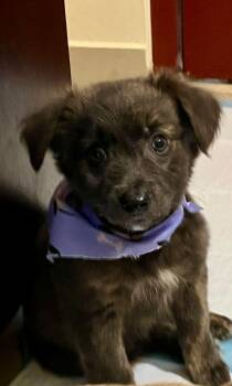 Chihuahua and Maltese Dogs Available for Adoption - HENRIETTA | PetCurious