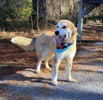 Golden Retriever and Great Pyrenees Dogs Available for Adoption in Bedford Hills, New York - Perkins | PetCurious