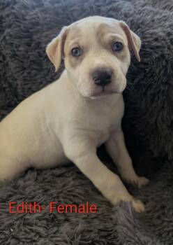 Edith -  Great Pyrenees Dog for Adoption in Cheektowaga, New York - Edith | PetCurious