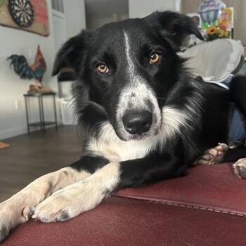 Border Collie Dogs Available for Adoption in Houston, Texas -  Nedd | PetCurious