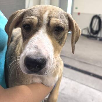 Salt -  Mixed Breed Dog for Adoption in Las Cruces, New Mexico - Salt | PetCurious
