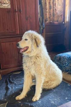 Great Pyrenees Dogs Available for Adoption in Bountiful, Utah - Flora | PetCurious