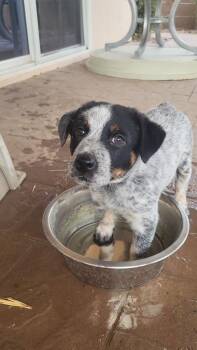 Vaquero -  Australian Cattle Dog Blue Heeler and Cattle Dog Dog for Adoption in Phoenix, Arizona - Vaquero | PetCurious