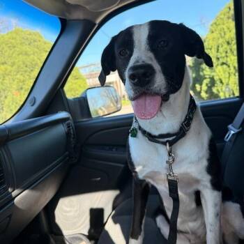 Domino Falls for You -  Pit Bull Terrier and Border Collie Dog for Adoption in Friendswood, Texas - Domino Falls For You | PetCurious
