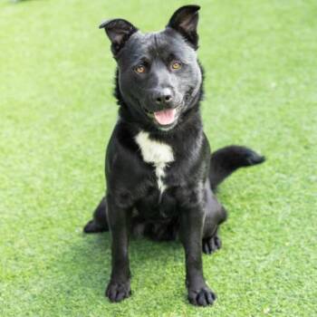 MIDNIGHT -  Chow Chow and Labrador Retriever Dog for Adoption in Camarillo, California - MIDNIGHT | PetCurious