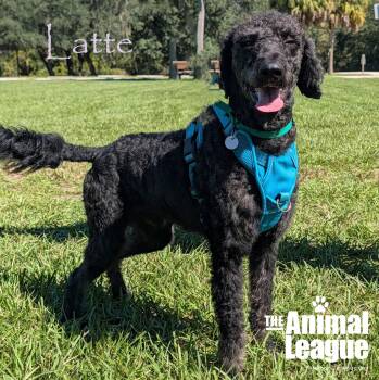 Latte -  Labradoodle Dog for Adoption in Groveland, Florida - Latte | PetCurious