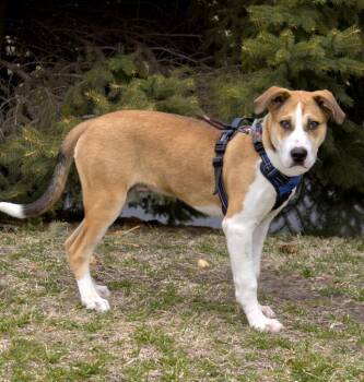 Siberian Husky and Mixed Breed Dogs Available for Adoption in Savage, Minnesota - Pop | PetCurious