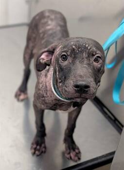 METEOR -  Pit Bull Terrier and Mixed Breed Dog for Adoption in Fort Lauderdale, Florida - METEOR | PetCurious