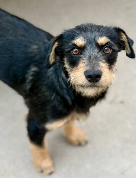 Nenahnezad -  Terrier and Chihuahua Dog for Adoption in Fort Lupton, Colorado - Nenahnezad | PetCurious