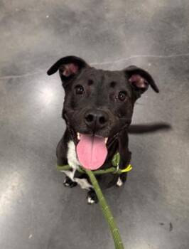 Mixed Breed Dogs Available for Adoption - Coco Nibbles | PetCurious