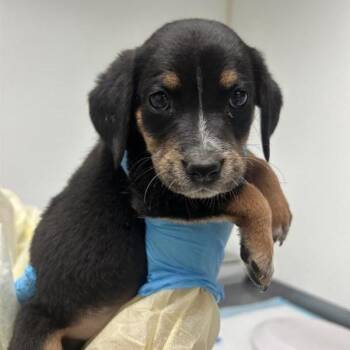 Fontina -  Beagle and Mixed Breed Dog for Adoption in Salt Lake City, Utah - Fontina | PetCurious