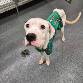 Terrier Dogs Available for Adoption in Montgomery, Alabama - Jeebs | PetCurious