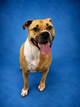 MASON -  Labrador Retriever and Pit Bull Terrier Dog for Adoption in Westminster, Maryland - MASON | PetCurious