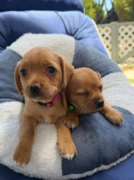 Sundae -  Chihuahua Dog for Adoption in Manhattan Beach, California - Sundae | PetCurious