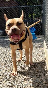 Angelo -  Pit Bull Terrier Dog for Adoption in Sayreville, New Jersey - Angelo | PetCurious