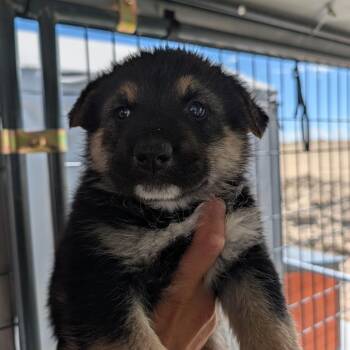 Otis -  Australian Shepherd and Mixed Breed Dog for Adoption in Phoenix, Arizona - Otis | PetCurious