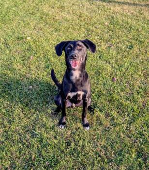 Rescue Labrador Retriever Dogs for Adoption in Hartford City, Indiana - Monroe | PetCurious