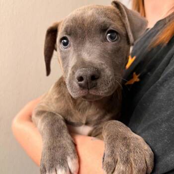 Raymesis (Pinky) -  Mixed Breed Dog for Adoption in Edwardsville, Illinois - Raymesis (Pinky) | PetCurious