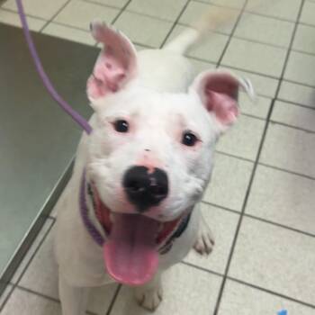 Mixed Breed Dogs Available for Adoption in Charleston, West Virginia - Chico | PetCurious