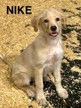 Nike -  Labrador Retriever and Golden Retriever Dog for Adoption in New Baltimore, Michigan - Nike | PetCurious