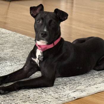 Girly -  Labrador Retriever Dog for Adoption in Libertyville, Illinois - Girly | PetCurious