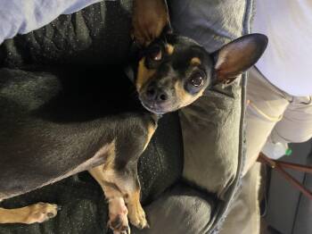 Rescue Miniature Pinscher Dogs for Adoption in San Antonio, Texas - Frito | PetCurious