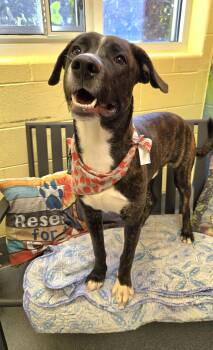 Little Baby -  Hound and Mountain Cur Dog for Adoption in Amherst, Virginia - Little Baby | PetCurious