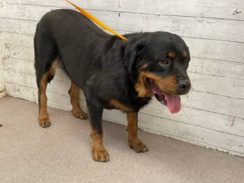 Rescue Rottweiler Dogs for Adoption in San Bernardino, California - HANNAH | PetCurious
