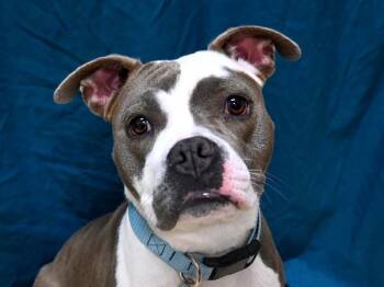 Rescue Staffordshire Bull Terrier Dogs for Adoption in Portland, Oregon - Cami | PetCurious