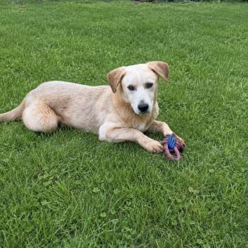 Benji -  Yellow Labrador Retriever Dog for Adoption in Holly Springs, Mississippi - Benji | PetCurious