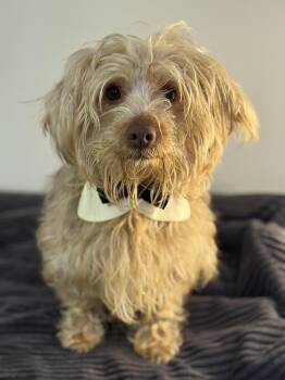 Terrier Dogs Available for Adoption - Wookie | PetCurious