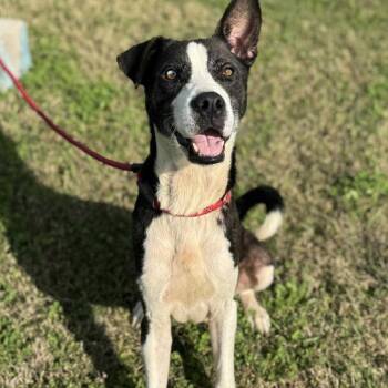 Mixed Breed Dogs Available for Adoption in Webster, Texas - Charlie Brown | PetCurious