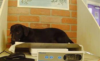 A2091646 -  Dachshund and Mixed Breed Dog for Adoption in Houston, Texas - A2091646 | PetCurious
