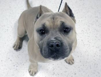 Rescue American Bulldog Dogs for Adoption in Wildomar, California - Ragnar | PetCurious