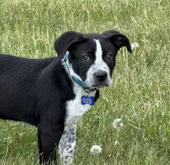 Border Collie Dogs Available for Adoption in Culpeper, Virginia - Ace | PetCurious