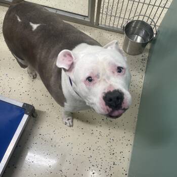 Pork Chop -  Pit Bull Terrier Dog Available for Adoption in Peconic, New York - Pork Chop | PetCurious