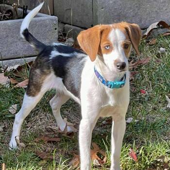 Rescue Jack Russell Terrier and Beagle Dogs for Adoption in Olathe, Kansas - Oakley | PetCurious