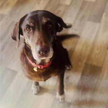 Hershey Kisses -  Chocolate Labrador Retriever Dog for Adoption in Grand Junction, Colorado - Hershey Kisses | PetCurious