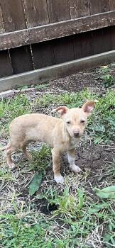 Rescue Chihuahua Dogs for Adoption in Plano, Texas - Cash - Puppy - Coming December | PetCurious