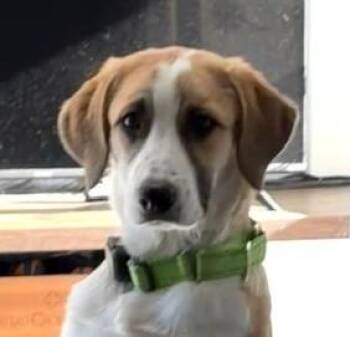 Apple Armstrong - Local Pup Good with kids and dogs -  Great Pyrenees and Hound Dog for Adoption in Andover, Massachusetts - Apple Armstrong - Local Pup Good With Kids And Dogs | PetCurious